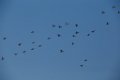 Ring-necked Ducks 2016-02-13